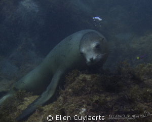 A rare moment: sea lion taking a rest of checking us out. by Ellen Cuylaerts 